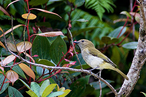 Green-backed whistler